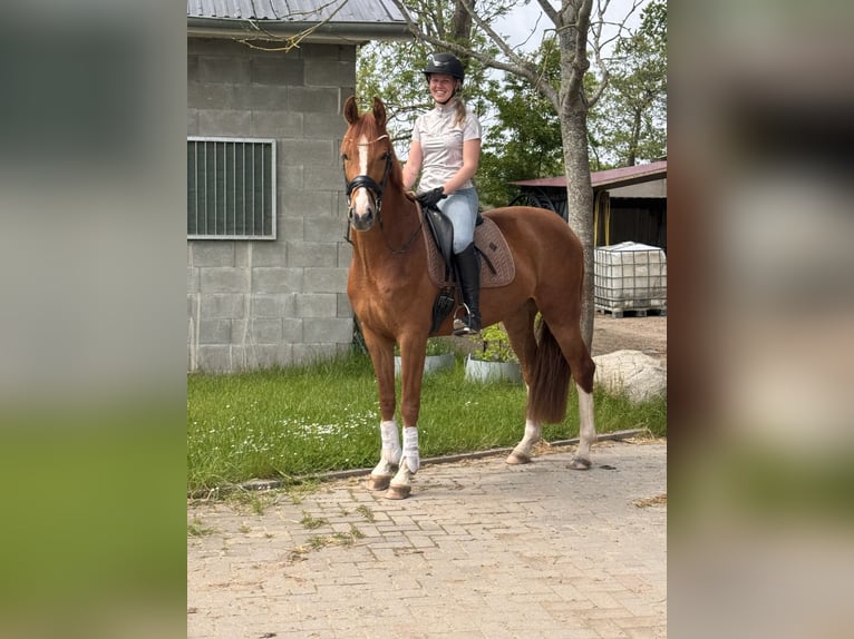 Westphalien Jument 4 Ans 162 cm Alezan in Nordleda