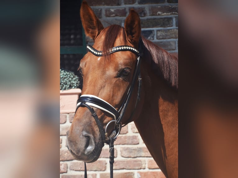 Westphalien Jument 4 Ans 162 cm Alezan in Köln