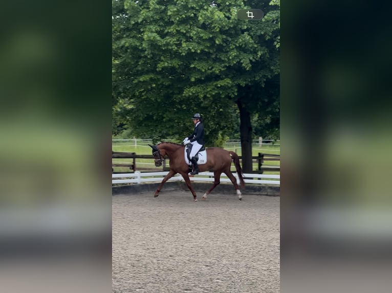 Westphalien Jument 4 Ans 162 cm Alezan in Köln