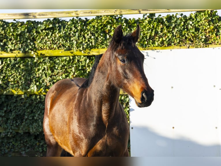 Westphalien Jument 4 Ans 162 cm Bai in Waddinxveen