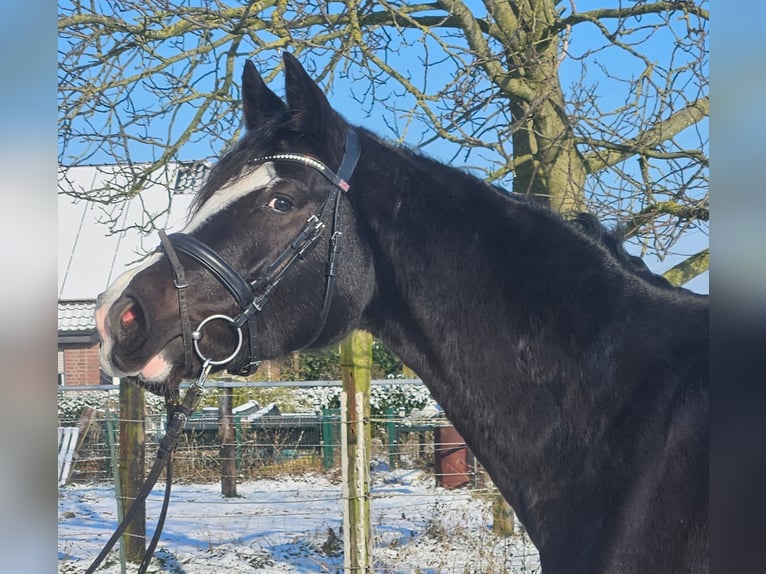 Westphalien Jument 4 Ans 162 cm Noir in Wachtendonk