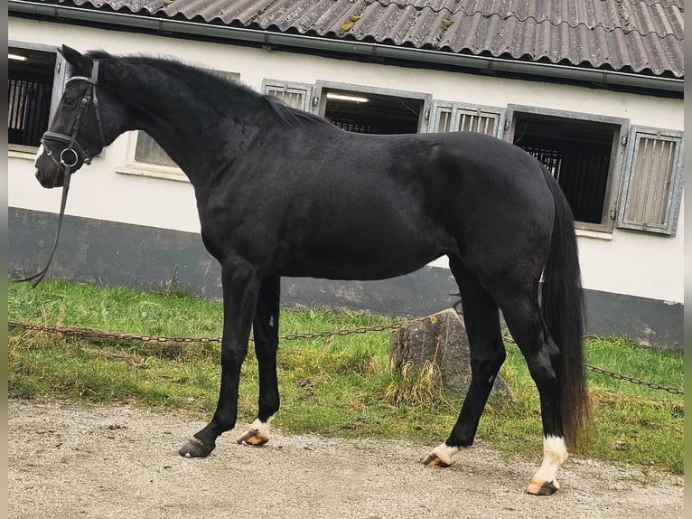 Westphalien Jument 4 Ans 162 cm Noir in Ruppichteroth