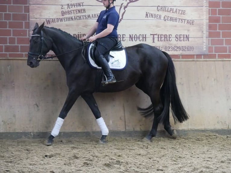 Westphalien Jument 4 Ans 163 cm in Dorsten