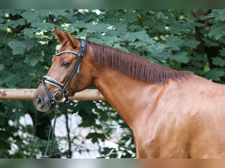 Westphalien Jument 4 Ans 164 cm Alezan in Wuppertal