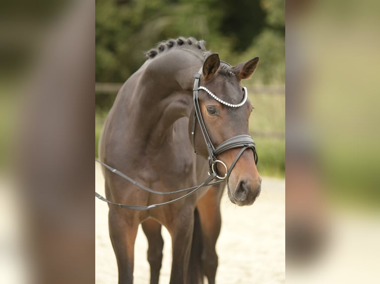 Westphalien Jument 4 Ans 164 cm Bai brun in Sassenberg