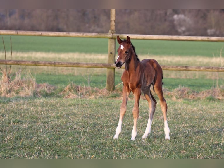 Westphalien Jument 4 Ans 164 cm Bai in Meerbusch