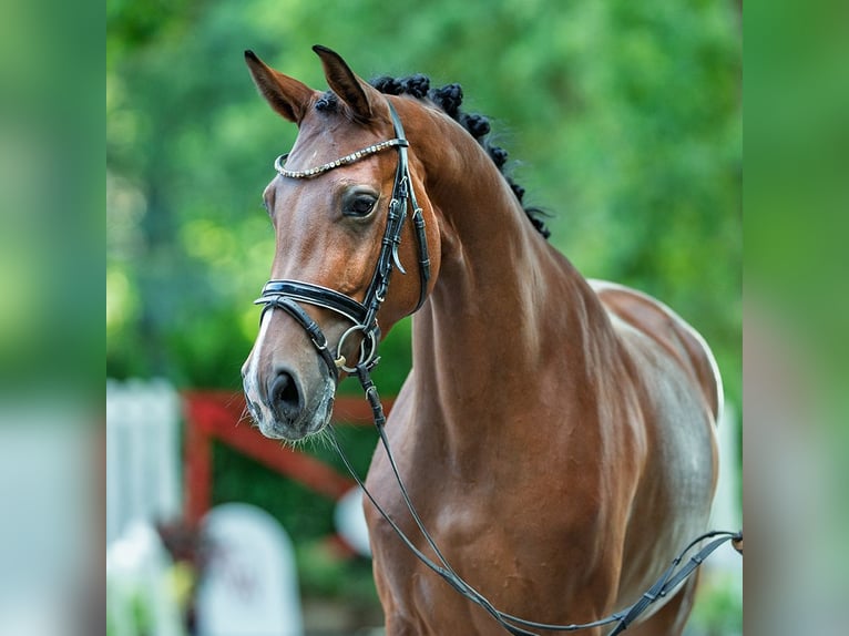 Westphalien Jument 4 Ans 164 cm Bai in M&#xFC;nster-Handorf