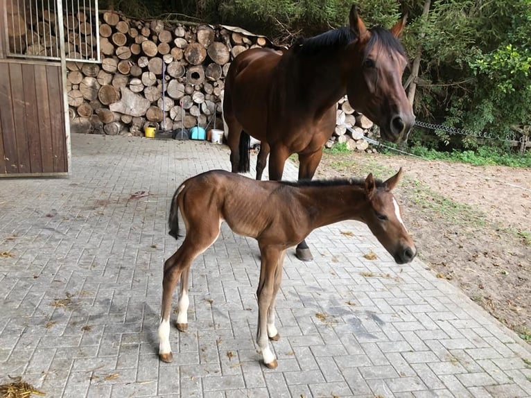 Westphalien Jument 4 Ans 164 cm Bai in AhausAhaus