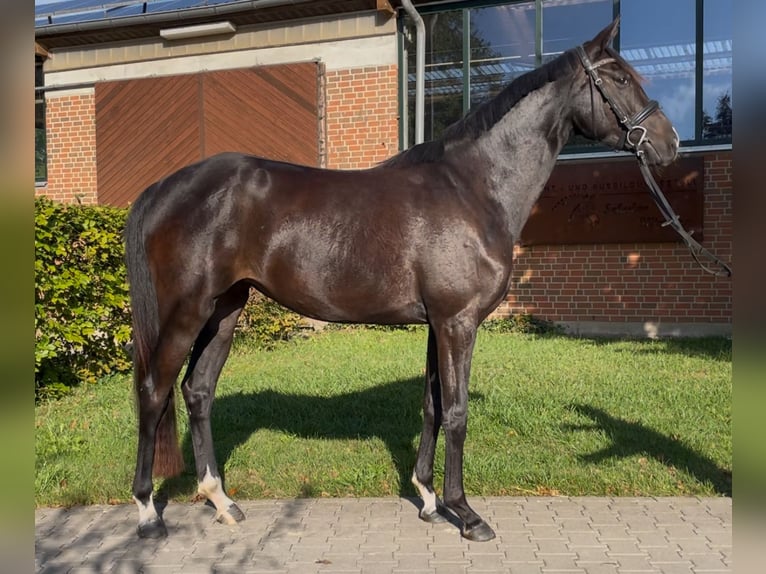 Westphalien Jument 4 Ans 164 cm Noir in Altenberge
