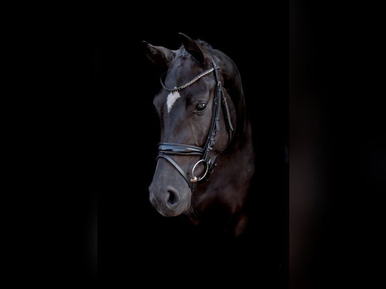 Westphalien Jument 4 Ans 164 cm Noir in Harsewinkel