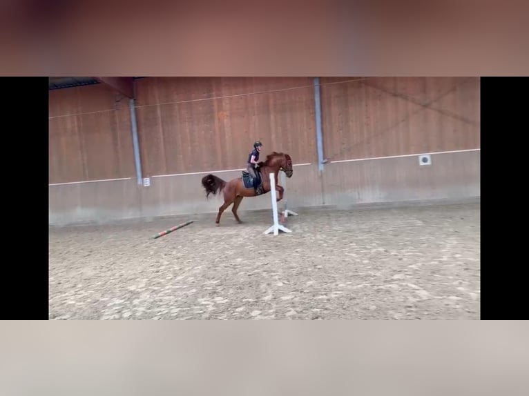 Westphalien Jument 4 Ans 165 cm Alezan brûlé in Münster