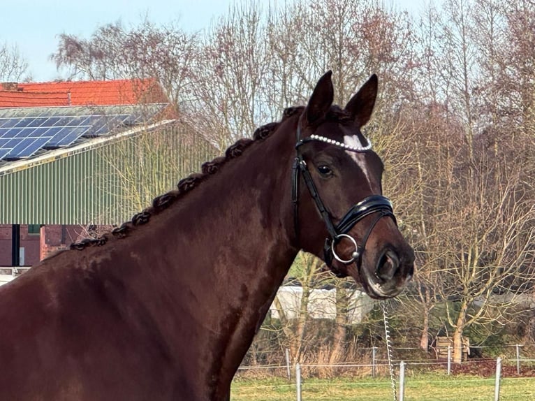 Westphalien Jument 4 Ans 165 cm Alezan brûlé in Emsdetten