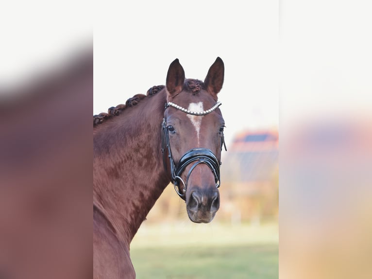 Westphalien Jument 4 Ans 165 cm Alezan brûlé in Rheine