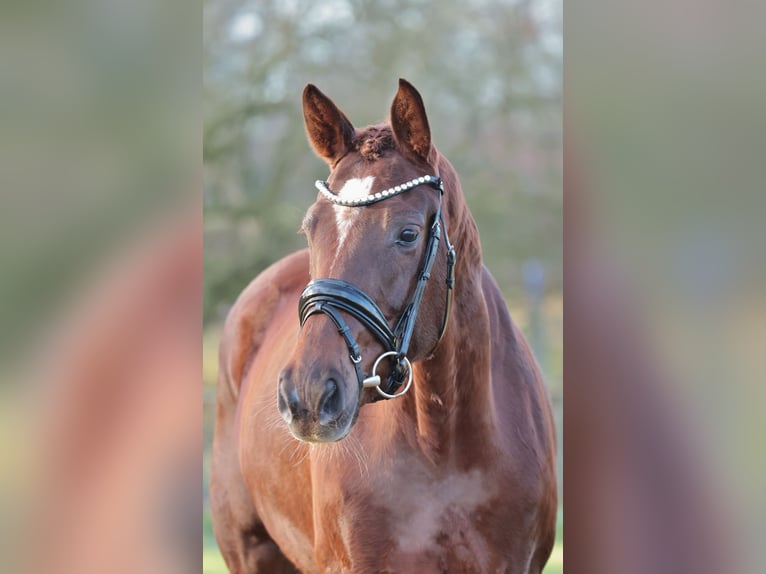 Westphalien Jument 4 Ans 165 cm Alezan brûlé in Rheine