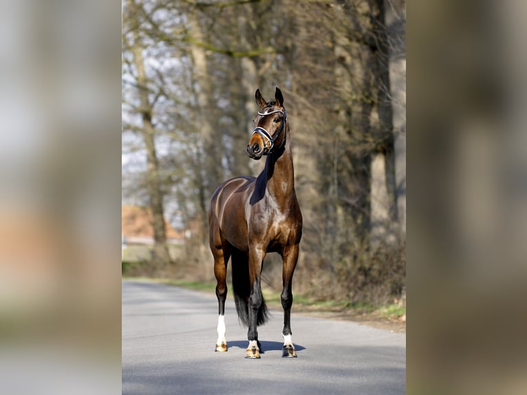 Westphalien Jument 4 Ans 165 cm Bai in Steinfurt