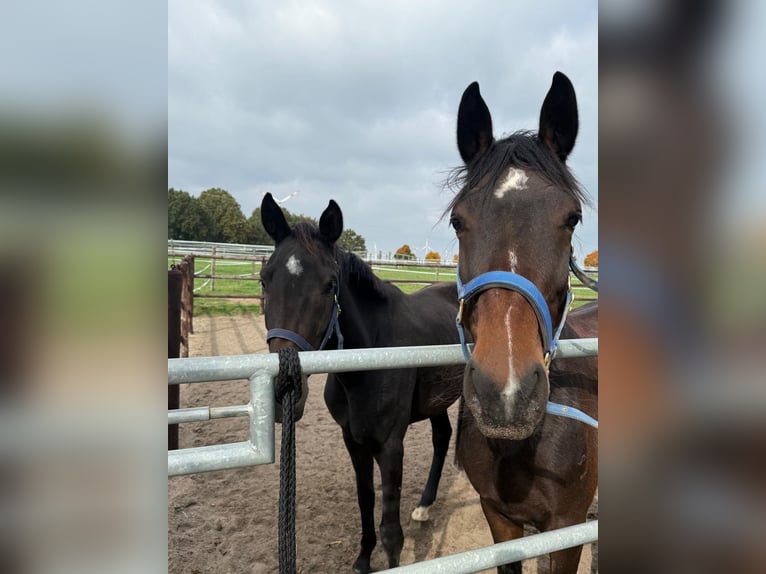 Westphalien Jument 4 Ans 165 cm Bai in Grefrath