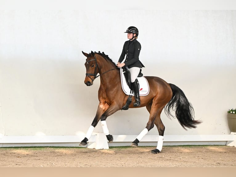 Westphalien Jument 4 Ans 165 cm Bai in Lüdinghausen