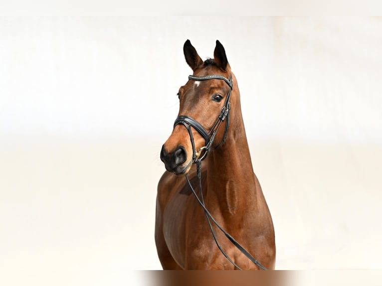 Westphalien Jument 4 Ans 165 cm Bai in Saerbeck