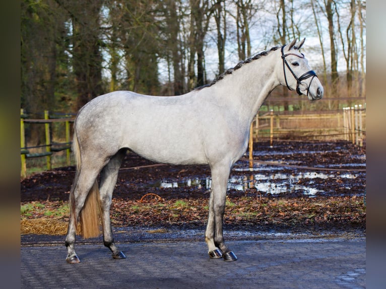 Westphalien Jument 4 Ans 165 cm Gris in Lienen