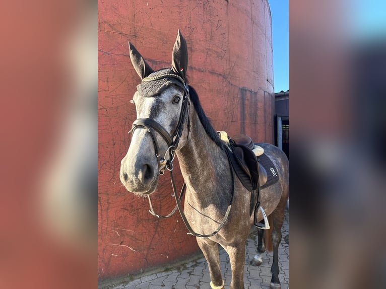 Westphalien Jument 4 Ans 165 cm Gris pommelé in Telgte