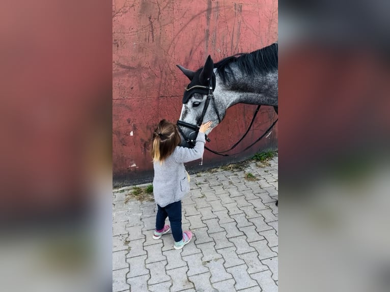 Westphalien Jument 4 Ans 165 cm Gris pommelé in Telgte