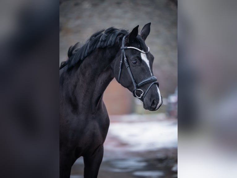 Westphalien Jument 4 Ans 165 cm Noir in Bramsche