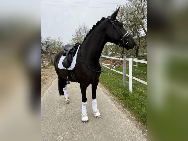 Westphalien Jument 4 Ans 165 cm Noir in Zweibrücken