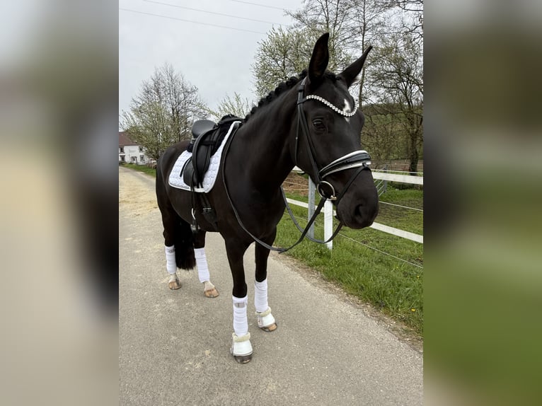 Westphalien Jument 4 Ans 165 cm Noir in Zweibrücken