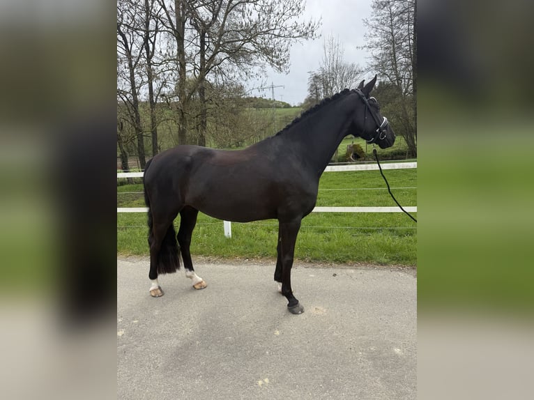 Westphalien Jument 4 Ans 165 cm Noir in Zweibrücken