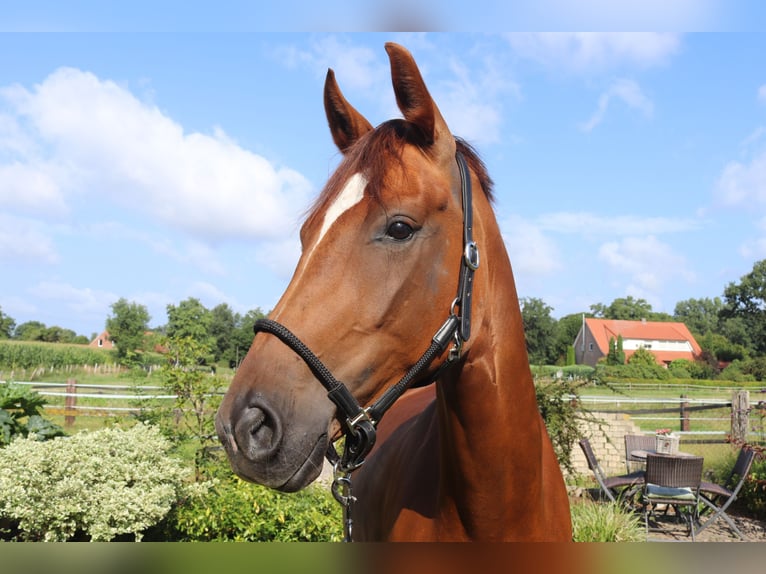 Westphalien Jument 4 Ans 166 cm Alezan in Emsdetten