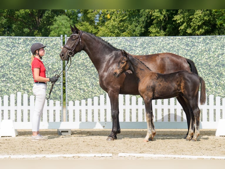 Westphalien Jument 4 Ans 166 cm Bai brun in Neuerburg Westphalien Jument 4 Ans 166 cm Bai brun in Neuerburg