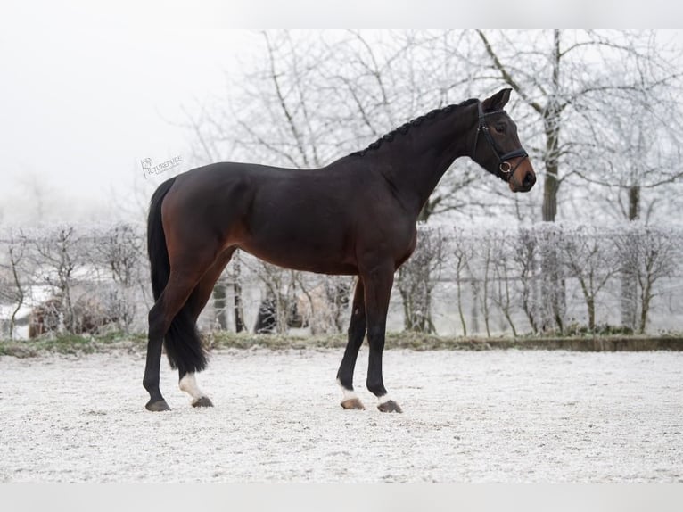 Westphalien Jument 4 Ans 166 cm Bai brun in Neer