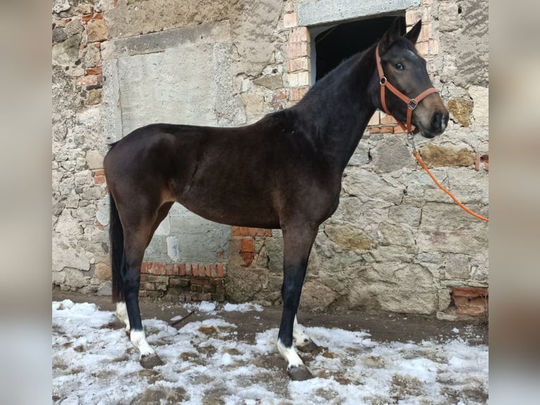 Westphalien Jument 4 Ans 166 cm Bai brun foncé in Naundorf