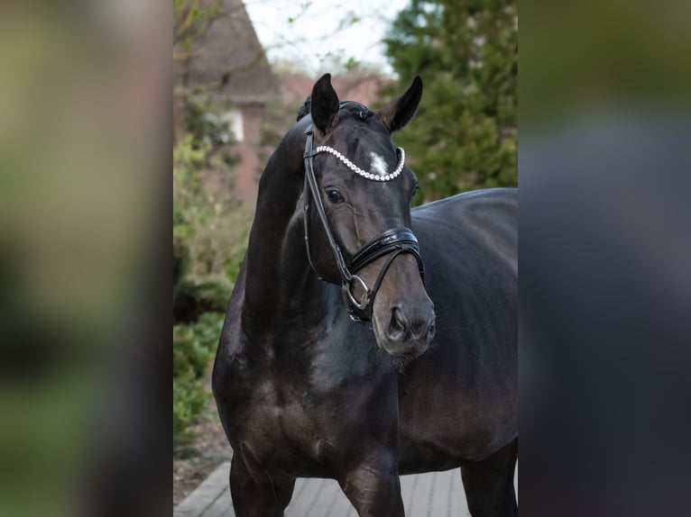 Westphalien Jument 4 Ans 166 cm Bai in Lippetal
