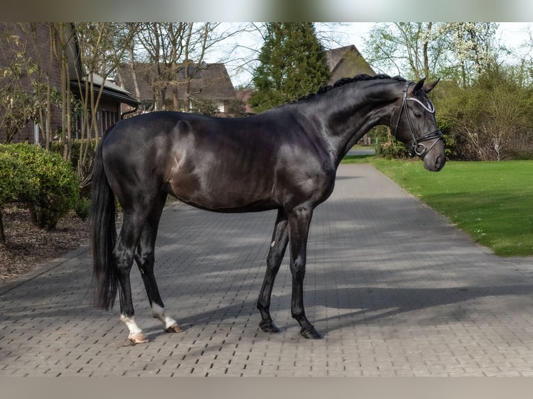 Westphalien Jument 4 Ans 166 cm Bai in Lippetal