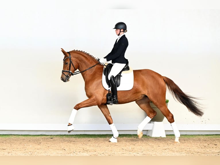 Westphalien Jument 4 Ans 166 cm Bai in Lüdinghausen