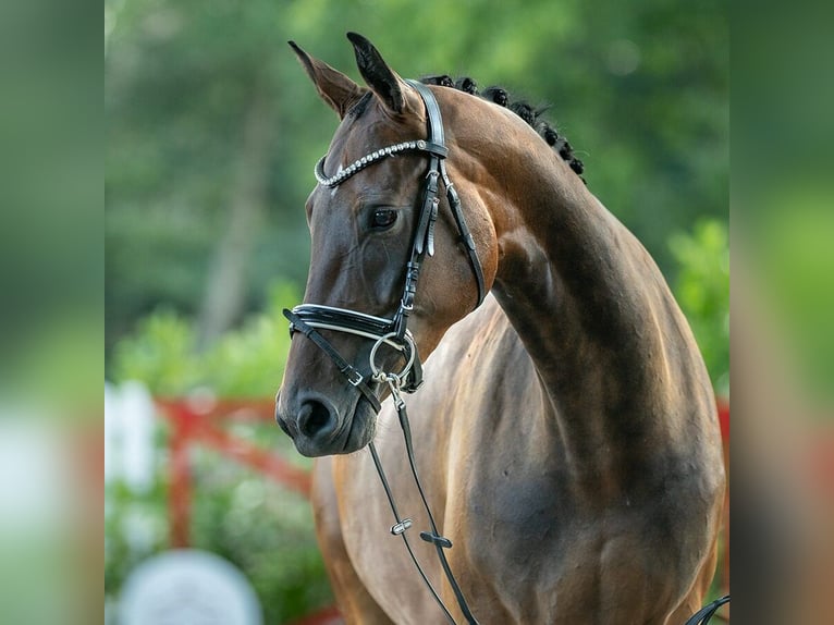 Westphalien Jument 4 Ans 166 cm Bai in Münster-Handorf