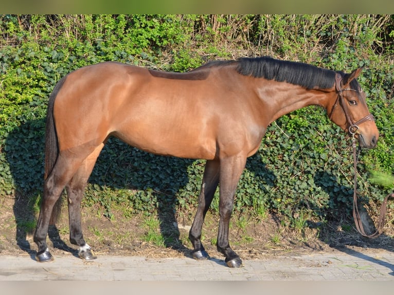 Westphalien Jument 4 Ans 166 cm Bai in Bad Sassendorf