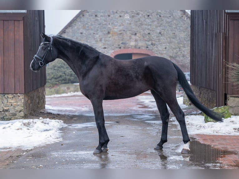 Westphalien Jument 4 Ans 166 cm Noir in Bramsche