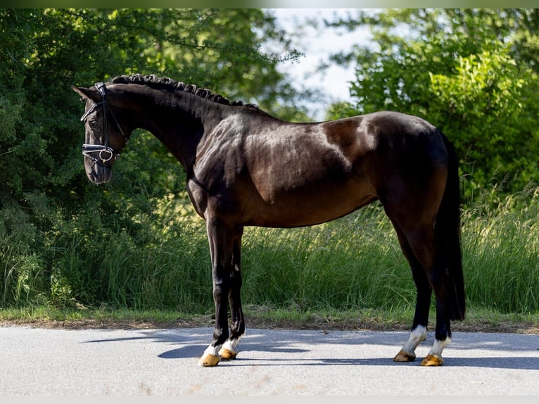 Westphalien Jument 4 Ans 166 cm Noir in Rosenheim