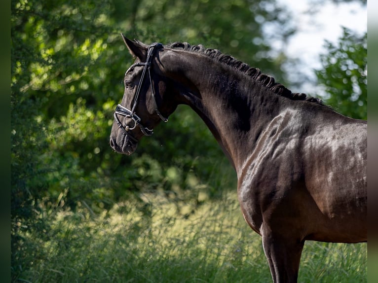Westphalien Jument 4 Ans 166 cm Noir in Rosenheim
