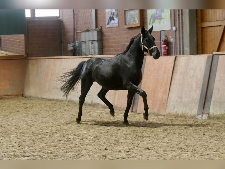 Westphalien Jument 4 Ans 166 cm Noir in Paderborn