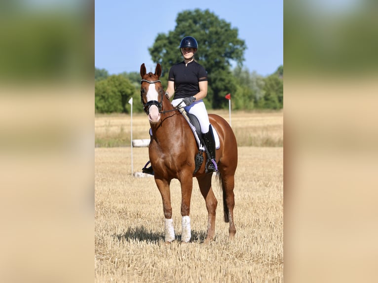 Westphalien Jument 4 Ans 167 cm Alezan in Reken