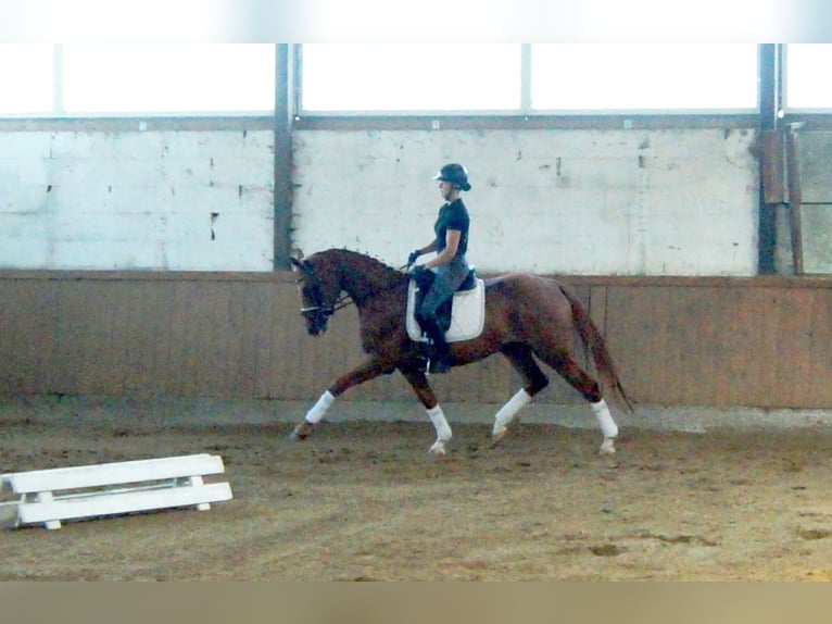 Westphalien Jument 4 Ans 167 cm Alezan in Iserlohn