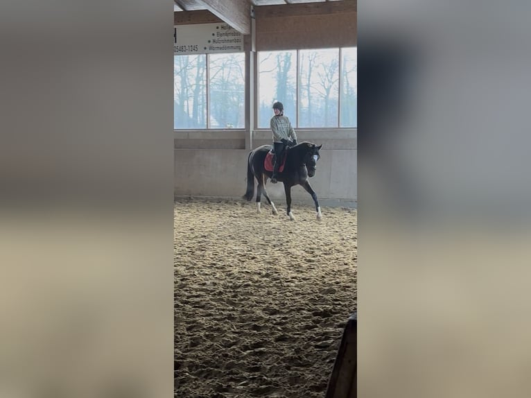 Westphalien Jument 4 Ans 167 cm Bai brun in Soest