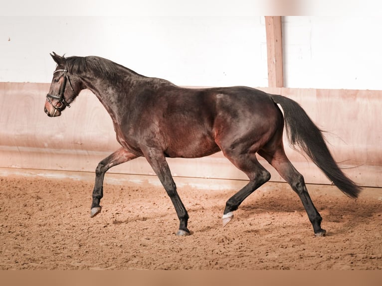 Westphalien Jument 4 Ans 167 cm Bai brun in Sankt Augustin