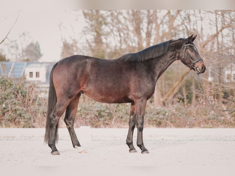 Westphalien Jument 4 Ans 167 cm Bai brun in Sankt Augustin