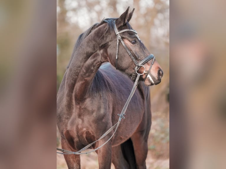 Westphalien Jument 4 Ans 167 cm Bai brun in Sankt Augustin