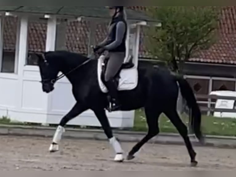 Westphalien Jument 4 Ans 167 cm Bai brun foncé in Balve