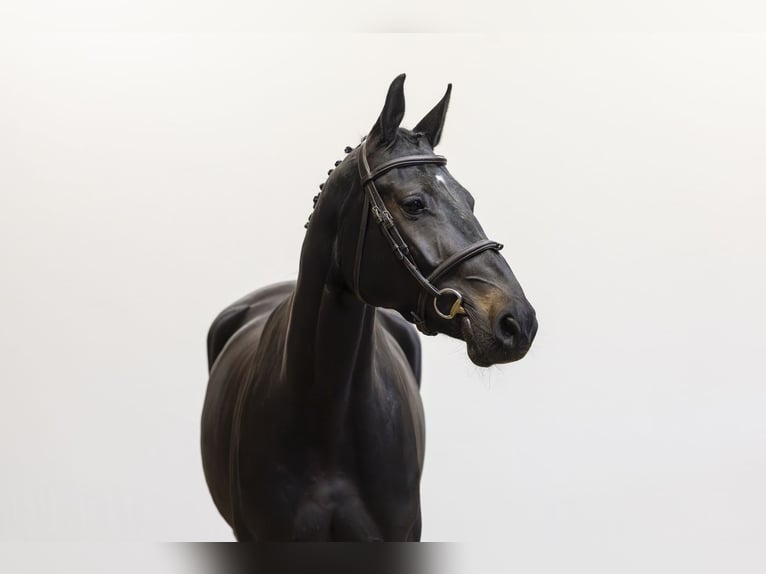 Westphalien Jument 4 Ans 167 cm Bai brun foncé in Waddinxveen